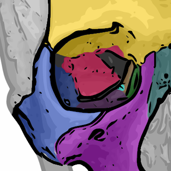 Anatomy orbital-bones